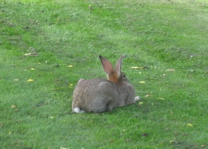 Recreatiebungalow Ferienhaus *